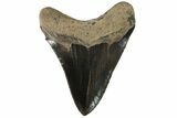 Serrated, Fossil Megalodon Tooth - Georgia #78652-1